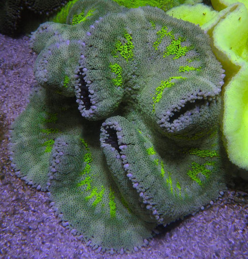 Carpet Anemones - Ocean Reefs Marine Aquariums