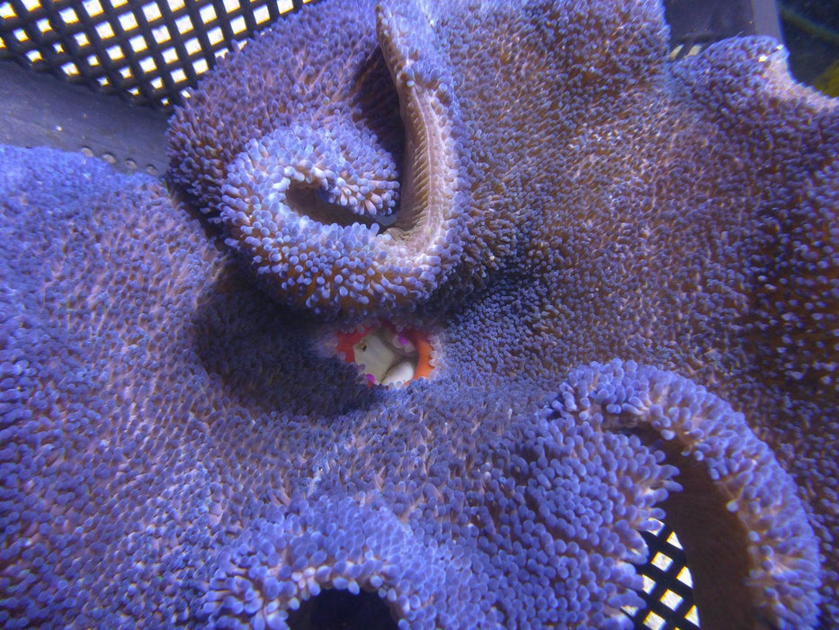 Carpet Anemones - Ocean Reefs Marine Aquariums