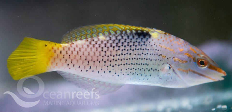 Checkerboard wrasse - Ocean Reefs Marine Aquariums