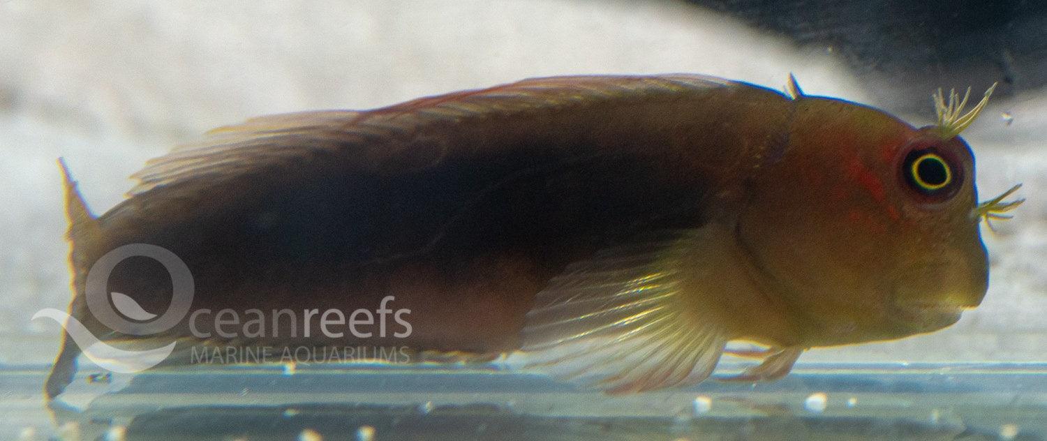 Chestnut Blenny - Ocean Reefs Marine Aquariums
