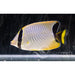 Chevron Butterfly - Ocean Reefs Marine Aquariums
