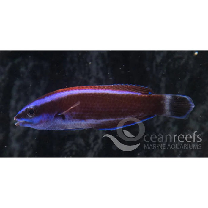 Chiseltooth Wrasse (Juvenile) - Ocean Reefs Marine Aquariums