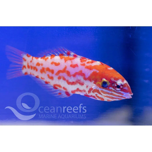 Choat's Leopard Wrasse - Ocean Reefs Marine Aquariums