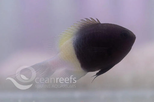 Chocolate-Dip Chromis - Ocean Reefs Marine Aquariums