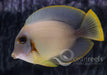 Chocolate Mimic Tang - Ocean Reefs Marine Aquariums