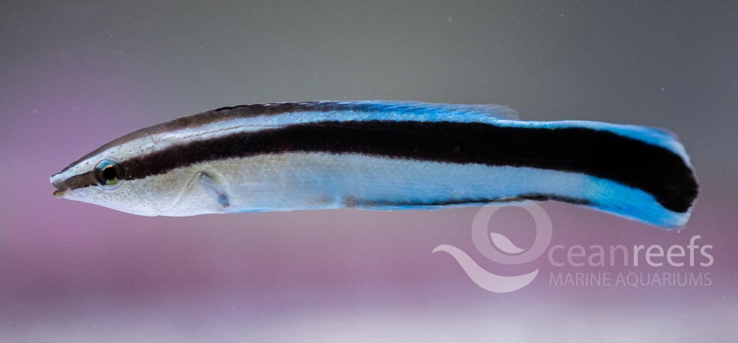 Cleaner Wrasse - Ocean Reefs Marine Aquariums