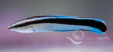 Cleaner Wrasse - Ocean Reefs Marine Aquariums