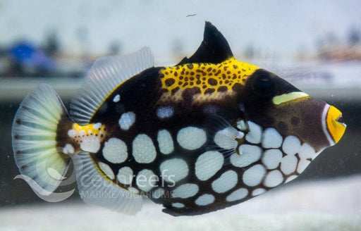 Clown Trigger - Ocean Reefs Marine Aquariums