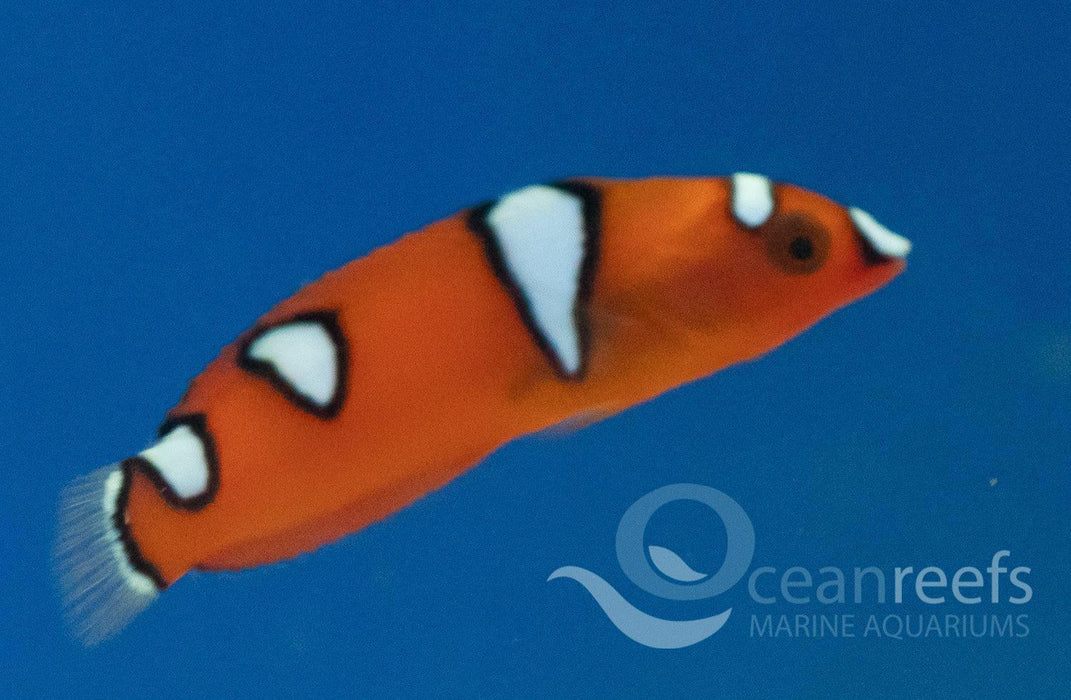Clown wrasse - Ocean Reefs Marine Aquariums