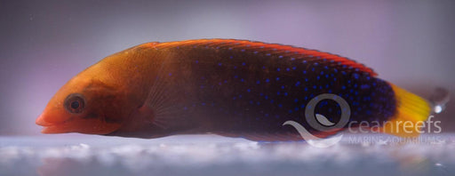 Clown wrasse - Ocean Reefs Marine Aquariums