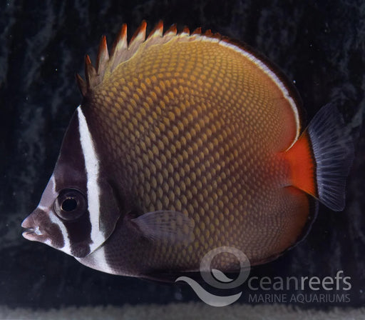 Collare Butterfly - Ocean Reefs Marine Aquariums