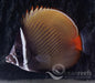 Collare Butterfly - Ocean Reefs Marine Aquariums