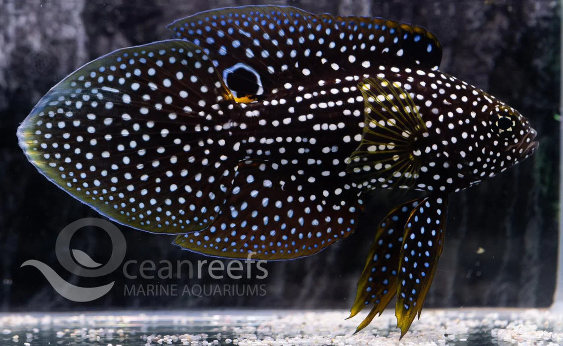 Comet Grouper - Ocean Reefs Marine Aquariums
