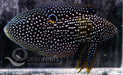Comet Grouper - Ocean Reefs Marine Aquariums