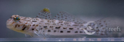 Common Goby - Ocean Reefs Marine Aquariums