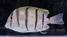 Convict Tang - Ocean Reefs Marine Aquariums