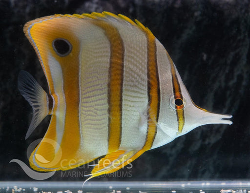 Copperband Butterfly - Ocean Reefs Marine Aquariums