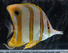 Copperband Butterfly - Ocean Reefs Marine Aquariums