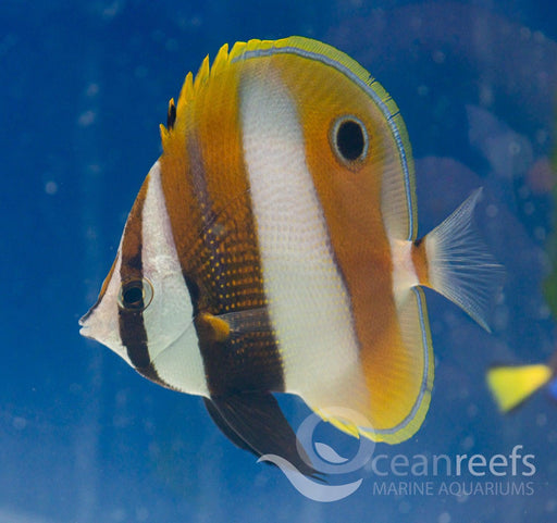 Coradion calendula - Ocean Reefs Marine Aquariums