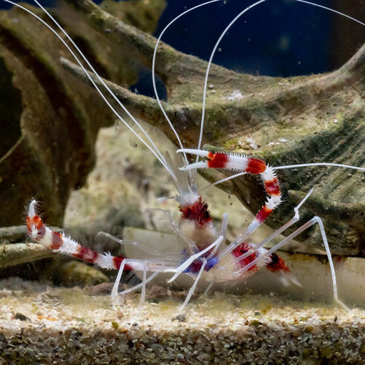 Coral Banded Shrimp - Ocean Reefs Marine Aquariums