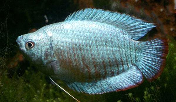Coral Blue Dwarf Gourami