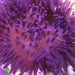 Crispa Anemone - Ocean Reefs Marine Aquariums