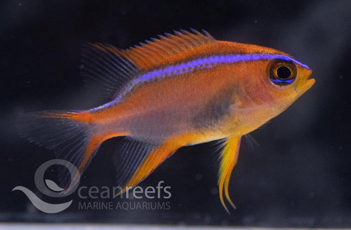 Cross Damsel - Ocean Reefs Marine Aquariums