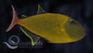 Crosshatch Triggerfish - Ocean Reefs Marine Aquariums
