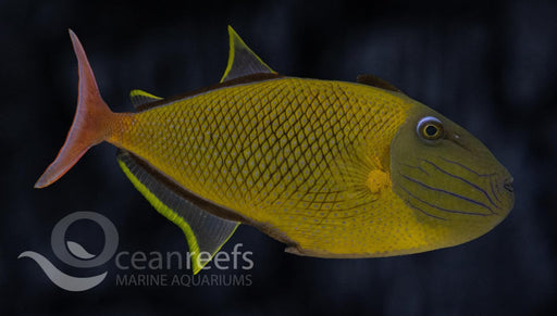 Crosshatch Triggerfish - Ocean Reefs Marine Aquariums