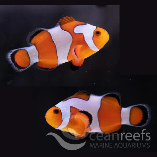 Da Vinci Clownfish Pair - Ocean Reefs Marine Aquariums
