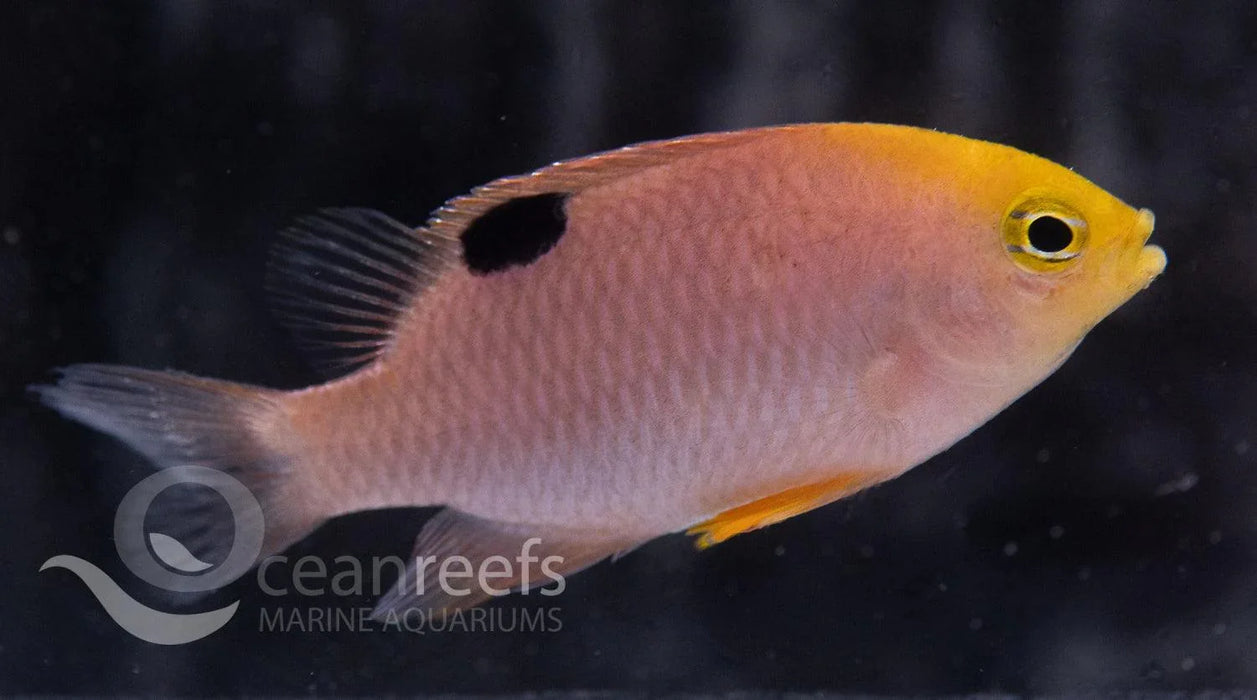 Damsel Packs - 4 Pack - Ocean Reefs Marine Aquariums