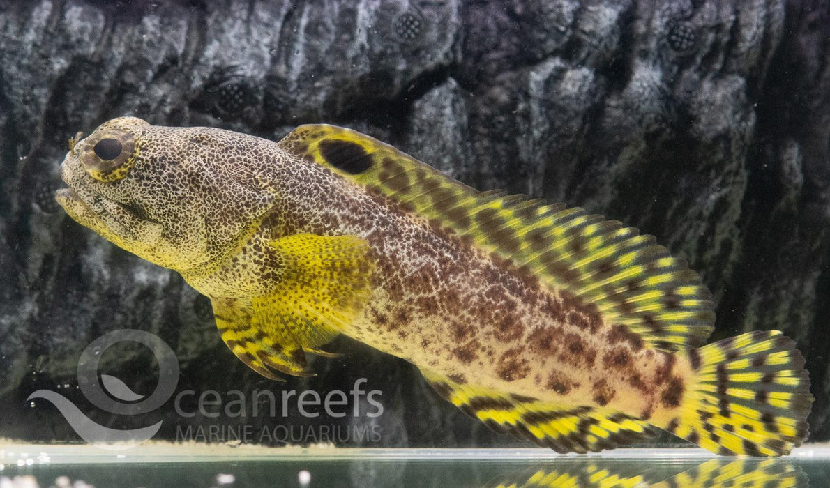 Darwin Jawfish - Ocean Reefs Marine Aquariums