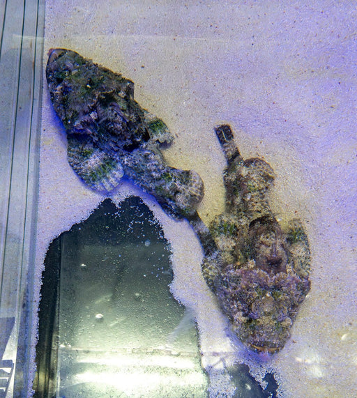 Demon Stinger - Ocean Reefs Marine Aquariums