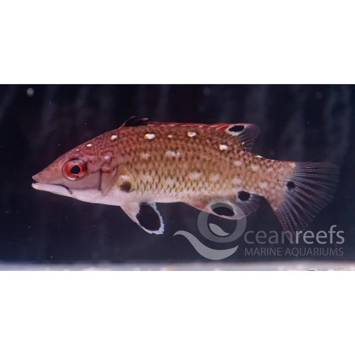 Diana Hogfish - Ocean Reefs Marine Aquariums