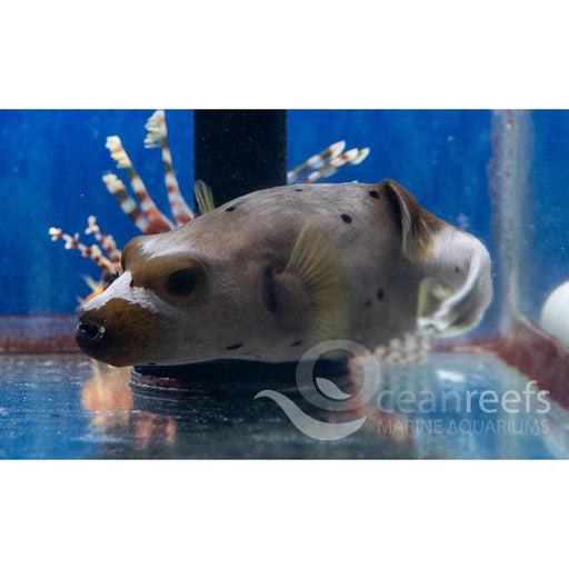 Dog Faced puffer - Ocean Reefs Marine Aquariums