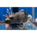 Dog Faced puffer - Ocean Reefs Marine Aquariums