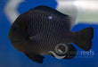 Domino Damsel - Ocean Reefs Marine Aquariums