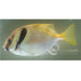 Double Barred Rabbitfish - Ocean Reefs Marine Aquariums