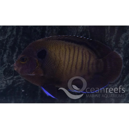 Dusky Cherub Angel - Ocean Reefs Marine Aquariums