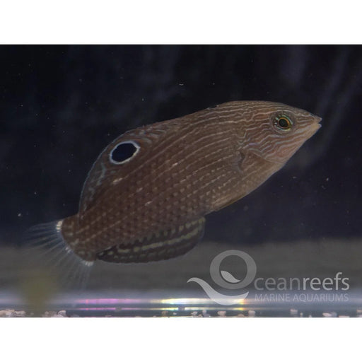 Dusky Wrasse - Ocean Reefs Marine Aquariums