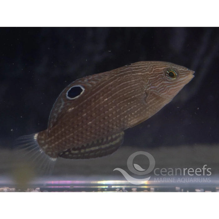 Dusky Wrasse - Ocean Reefs Marine Aquariums