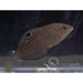 Dusky Wrasse - Ocean Reefs Marine Aquariums