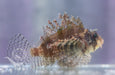 Dwarf Shortfin Lionfish - Ocean Reefs Marine Aquariums