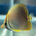 Eastern Triangular Butterfly - Ocean Reefs Marine Aquariums