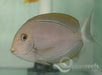 Elongate Tang - Ocean Reefs Marine Aquariums