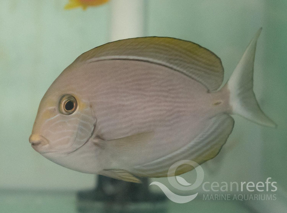 Elongate Tang - Ocean Reefs Marine Aquariums