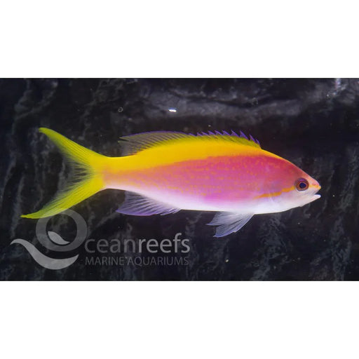 Evansi Anthia - Ocean Reefs Marine Aquariums