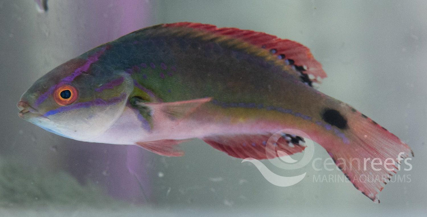 Exquisite wrasse - Ocean Reefs Marine Aquariums