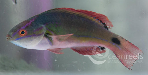 Exquisite wrasse - Ocean Reefs Marine Aquariums