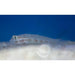 Eyebar Goby - Ocean Reefs Marine Aquariums